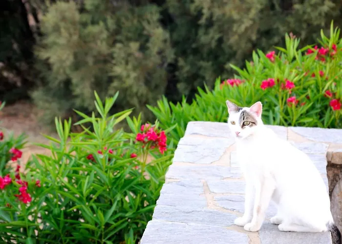 Nefeli Lejlighed Drios