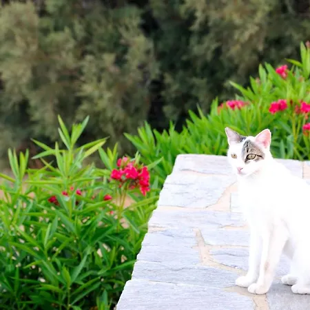 Nefeli アパート ドリオス